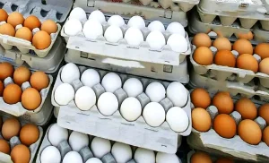 قیمت شانه تخم مرغ