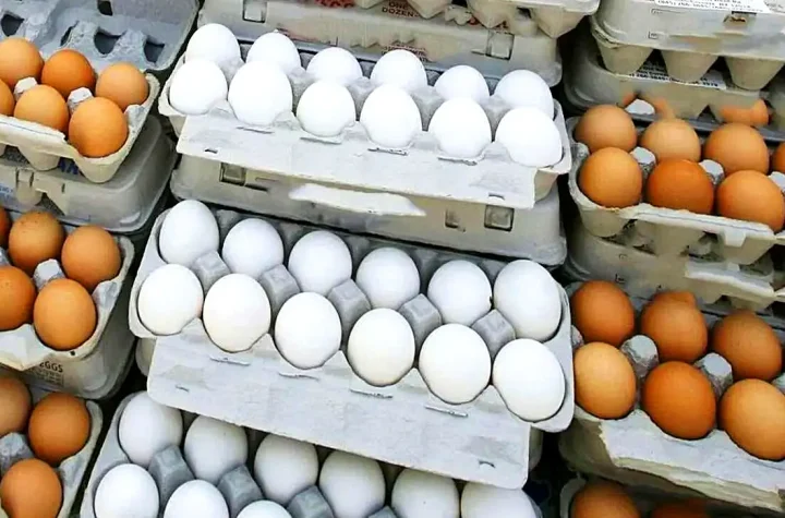 قیمت شانه تخم مرغ